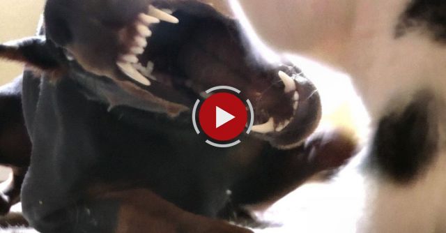 Tiny Kitten Takes On Big Doberman