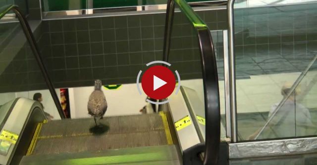 A Cute Confused Bird Going The Wrong Way On An Escalator