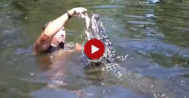 Airboat Guide Feeding Alligator From His Mouth!