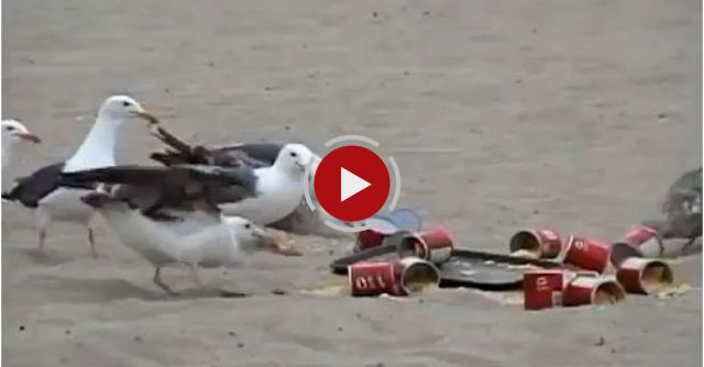 Seagulls On Laxatives Prank