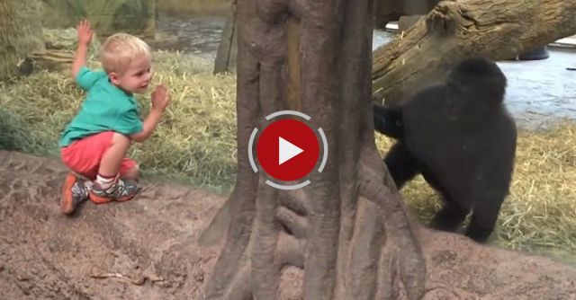 Toddler Playing Gorilla Toddler At The Columbus Zoo!