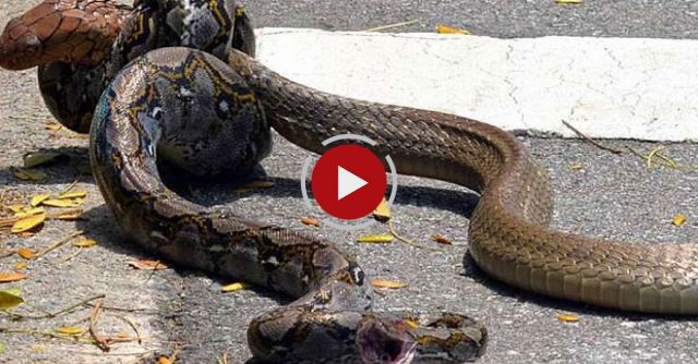 Snakes From The Wild In University - Cobra Vs Python