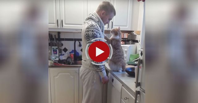 The Most Loving Cat In The World