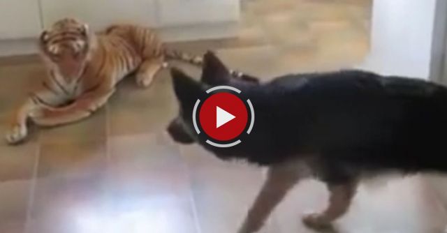German Shepherd Scared Of Stuffed Toy Tiger
