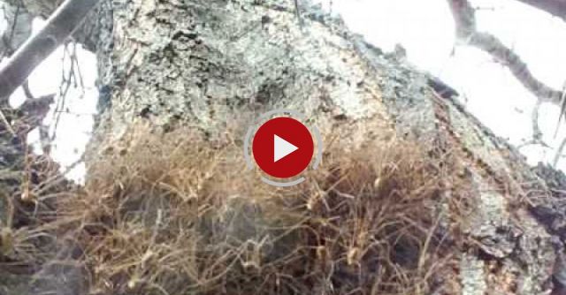 Mass Of Daddy Long Legs In A Tree