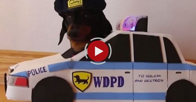 Dachshunds Play Cops & Robbers