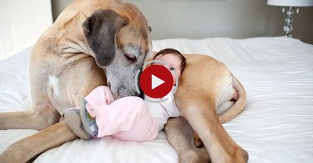 Big  Dogs Playing With Babies