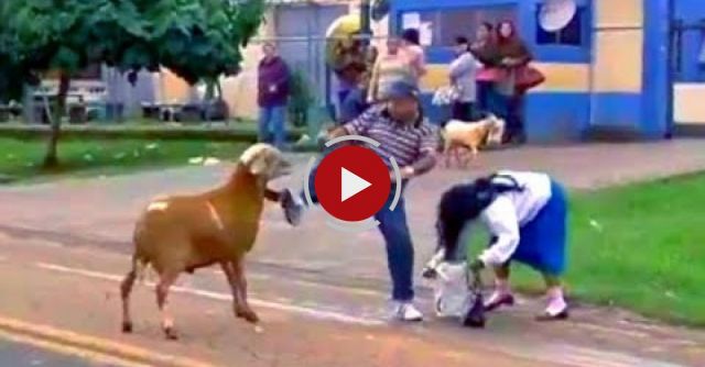 Hilarious!! Crazy Goat Terrorizes People In The Streets! 