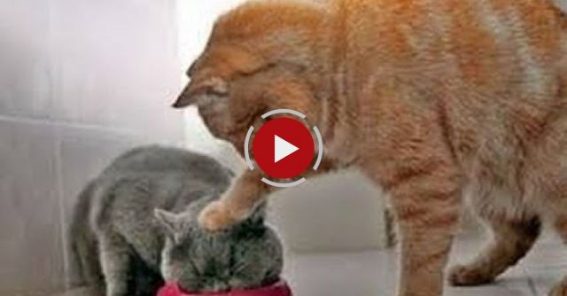 Animals Can Be Jerks 