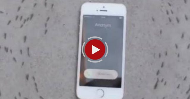 Mysterious Video Of Ants Circling An IPhone