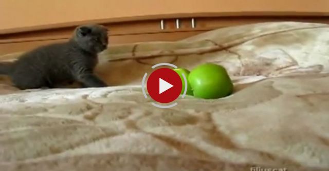 Kitten Vs TWO Scary Things 