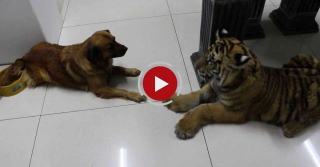 New Dog ,silly Tiger ,clumsy Move , Sory