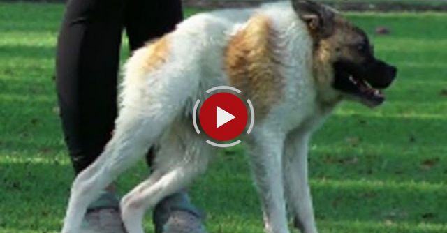 'Pig' The Dog Turns Heads-When She Can't