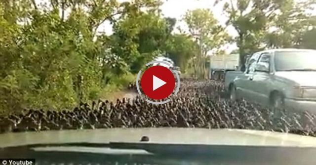 Thousands Of Ducks Flood A Street In Thailand