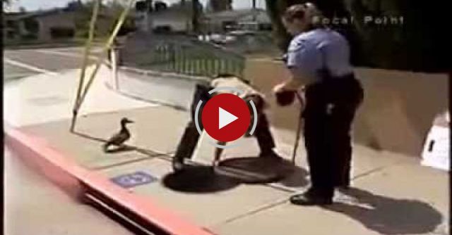 Police Officer Helps Crying Mother Duck In The City