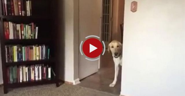 Dog Conquers Fear Of Stepping Onto Carpet 