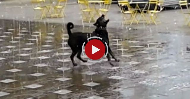 Cute Dog Having Fun In A Water Fountain.