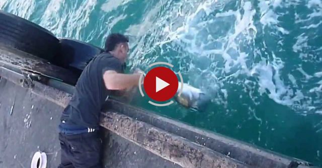 Huge Fish Without Rod