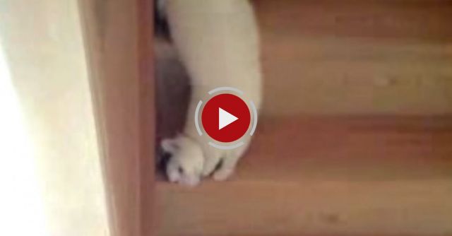 Funny Cat Going Down The Stairs