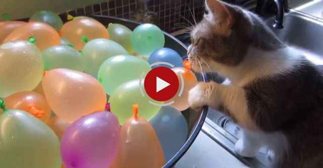 Munchkin Cat Pops Water Balloons