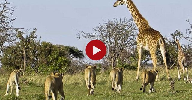 Giraffe Saves Days Old Calf From Pride Of Lions
