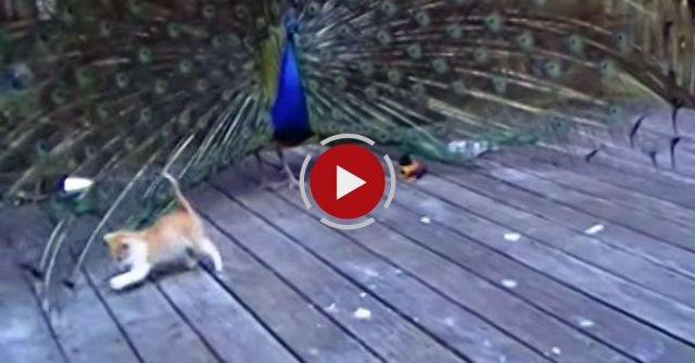 Kitten And His Best Friend Henry The Peacock