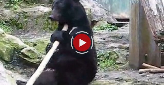 Kung Fu Bear- Unedited Footage