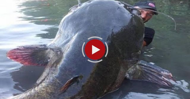 INCREDIBLE HUGE CATFISH