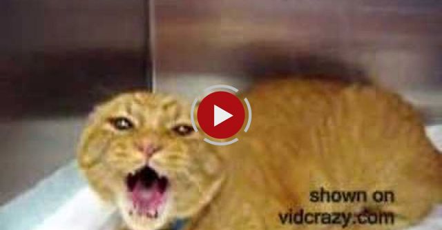 Very Angry Cat