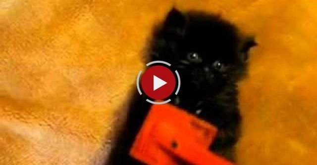 Cute Kitten Brushing