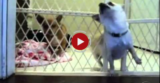 Chihuahua Makes A Great Escape