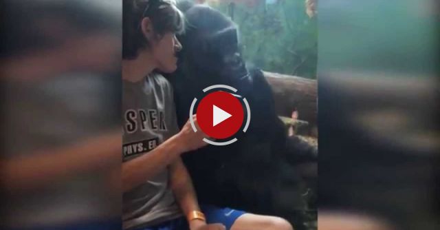 He Showed A Gorilla Photos Of Other Gorillas On His Phone