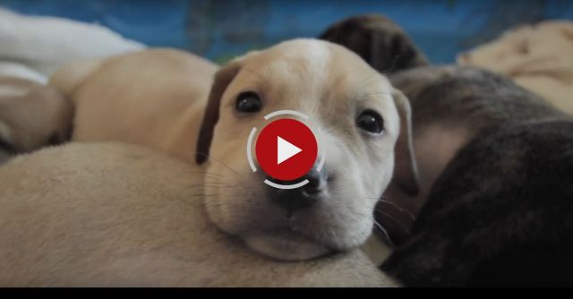 10 Puppies Orphaned After Losing Mom Are Hand-Raised By Rescuers