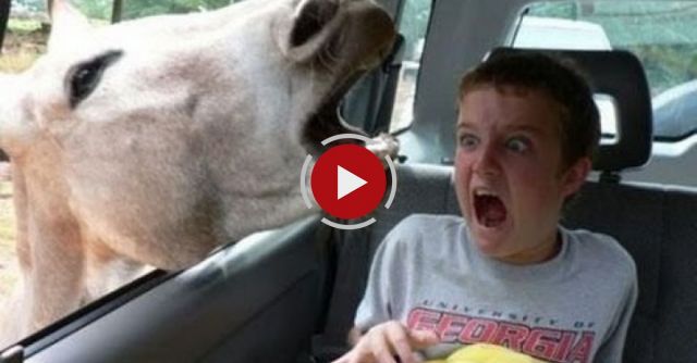 Animals Screaming Like Humans