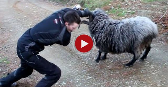 Angry Ram Finds 2 More Victims