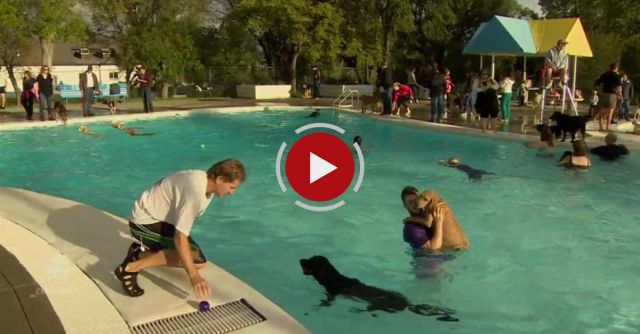 Dogs Love To Swim In Pools