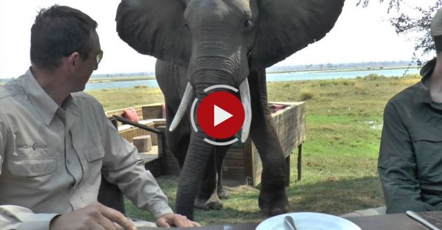 Zimbabwe Bull Elephant Crashes Into Tourists At Mana Pools
