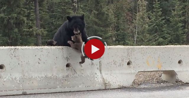 Mama Bear Pulls Cub Off Highway To Safety