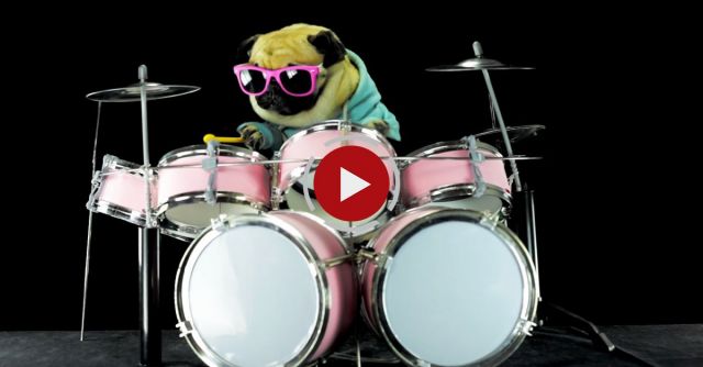 Dog Is Playing Drums - Metallica Enter Sandman