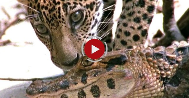 Crocodile Attacks Baby Jaguar