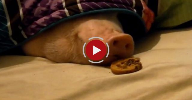 Sleeping Pig Wakes Up For A Cookie!