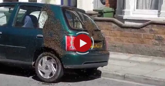 20,000 Bees Swarm Car In Portsmouth 