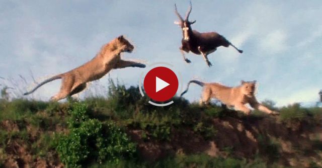 Leaping Lion Catches Antelope In Mid-Air Attack