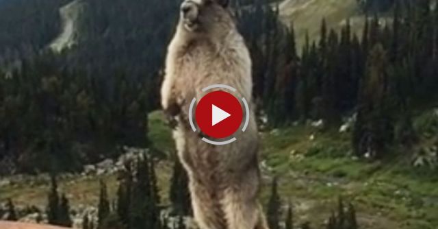Marmot Screaming On Blackcomb Mountain