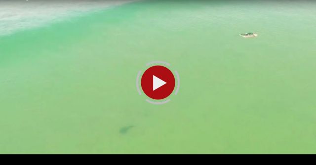 Drone Shark Footage