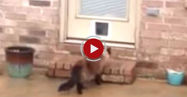 Epic Cat Door Fail