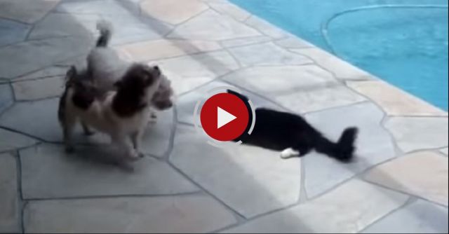 Cat Pushes Dog Into Swimming Pool