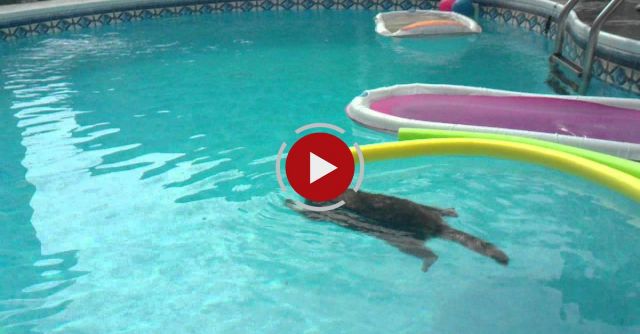 Raccoon Swims In Pool