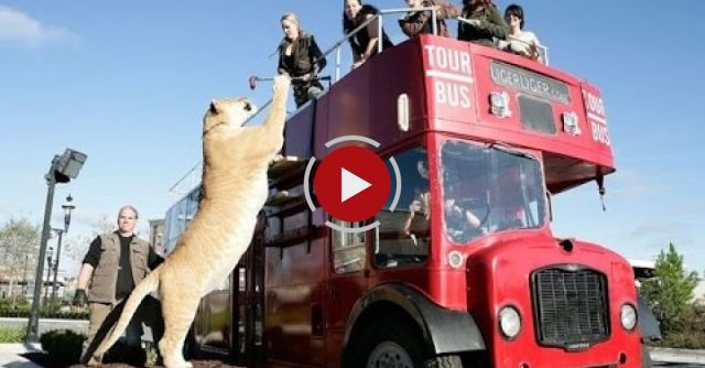 20 BIGGEST Animals Ever