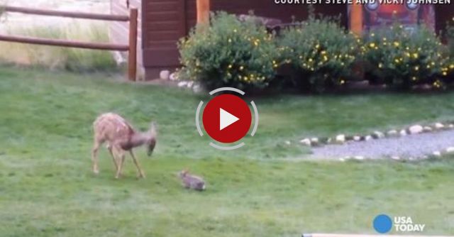 Deer And Bunny Playing